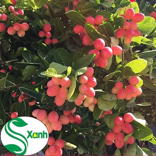 Cây Siro Siêu Trái, Cây giống Cao 30-50cm