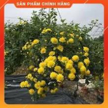 HẠT GIỐNG HOA CÚC RỦ GÓI 50 HẠT
