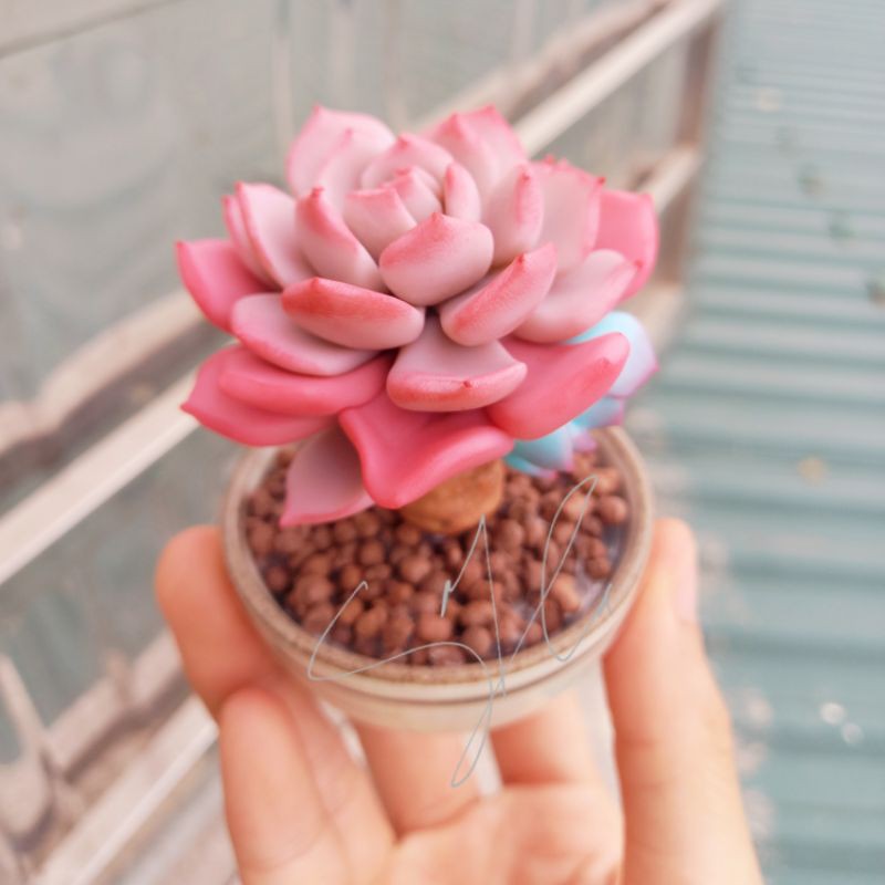 Sen thụ đất sét đẹp