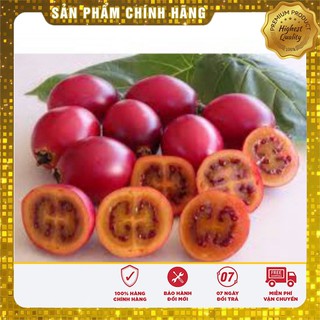 Hạt giống cà chua thân gỗ(4 hạt)