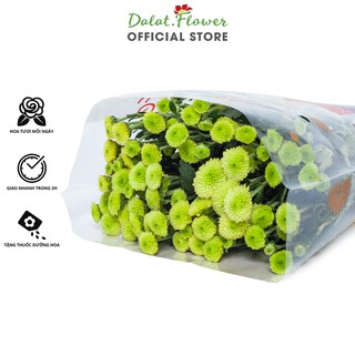 Hoa Cúc chùm Calimero Xanh, Hoa Đà Lạt - Hoa tươi cắm trang trí nhà cửa, văn phòng