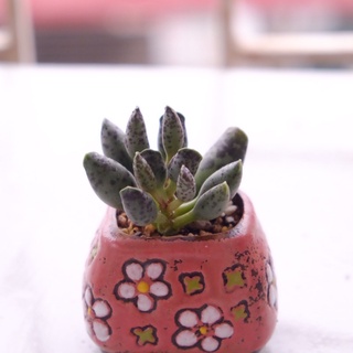 (Adromichus festivus) Sen đá hải cẩu đốm, trứng cút