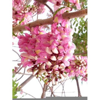 CÂY GIỐNG Mai ANH ĐÀO (Mai HOA ĐÀO) SIÊU SIÊU ĐẸP