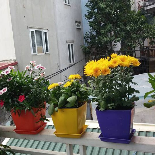 Chậu nhựa vuông đẹp 15x15cm