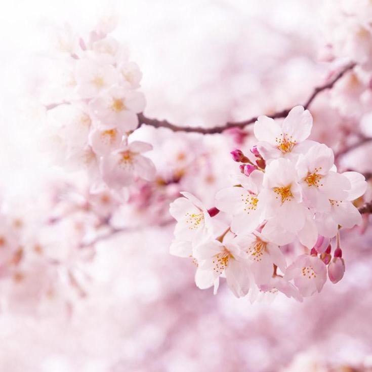 PREMIUM. Kinpaku Sakura Sake