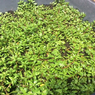 Cây thủy sinh cắt cắm dễ trồng không cần co2 diệp tài hồng lá hẹp