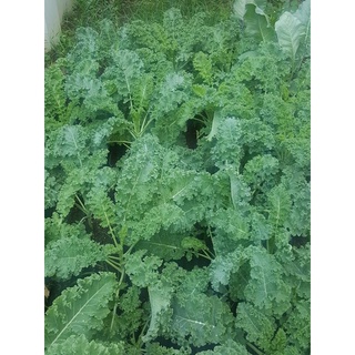cây giống cải kale (blue kale)