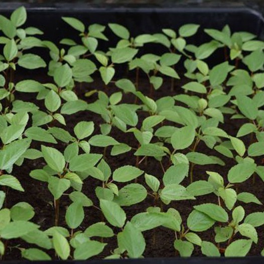 Hạt giống rau đay đỏ dễ trồng