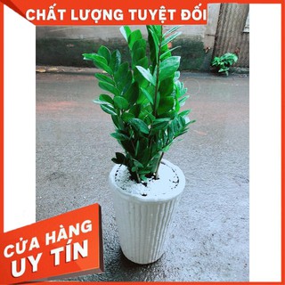Chậu Kim Tiền Size Đại