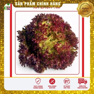 Hạt giống xà lách xoăn tím 1gr