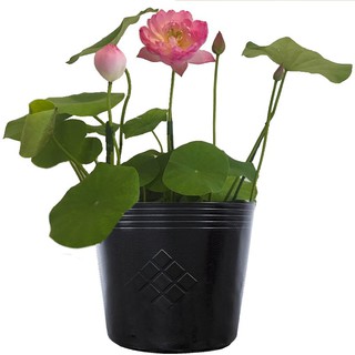 50 Chậu 32x26x25cm nhựa PE dẻo trồng sen bền từ 5 đến 10 năm-77300