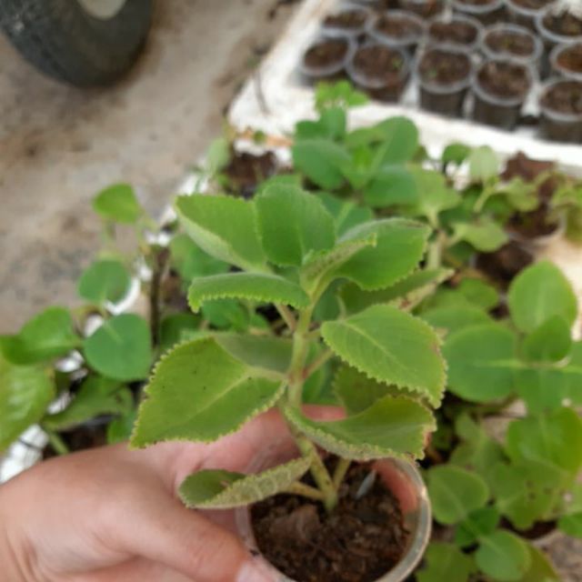 1 cây húng chanh . rau cần dài lá