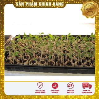 Bộ gói hạt giống Đậu Hà Lan