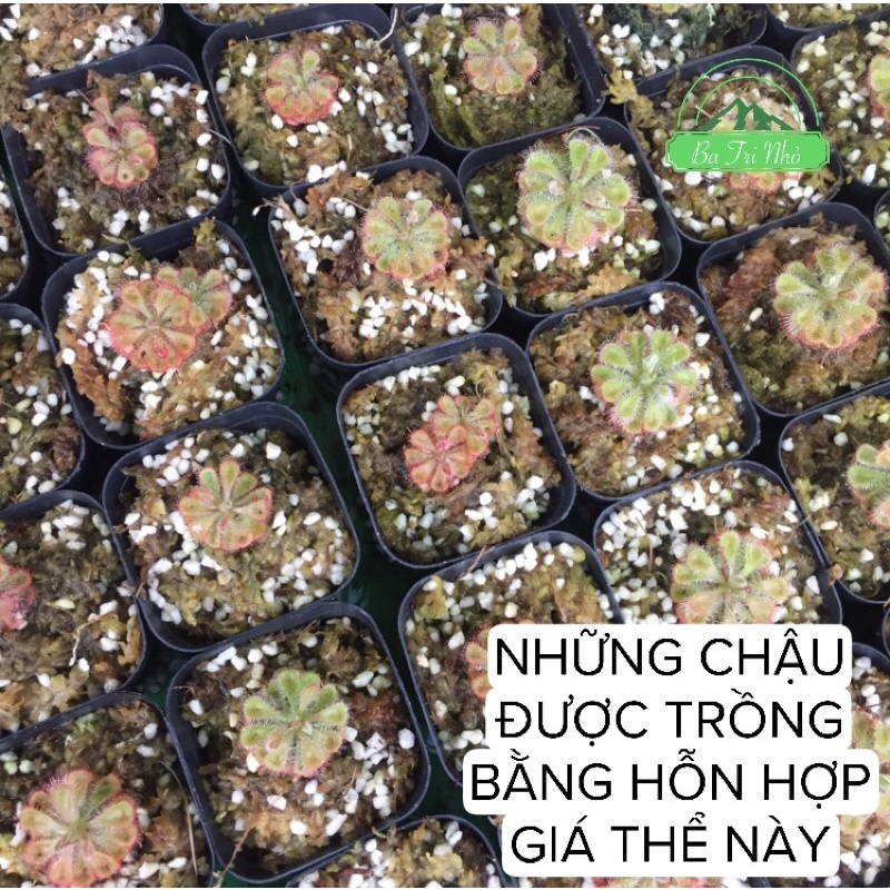 Dớn trắng dớn khô dớn mềm dớn Việt Nam rêu sphagnum giá thể chuyên dụng trồng cây ăn thịt cây bắt mồi 100g | Ba Tri Nhỏ