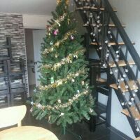 Cây thông noel
