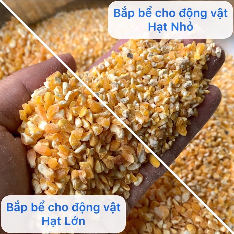 500g HẠT NGÔ- BẮP bể size lớn cho chim, gà, chuột hamster