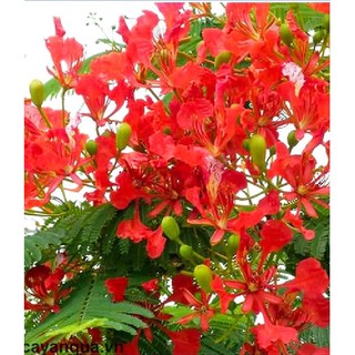 Hạt giống hoa phượng vỹ đỏ - 5 hạt