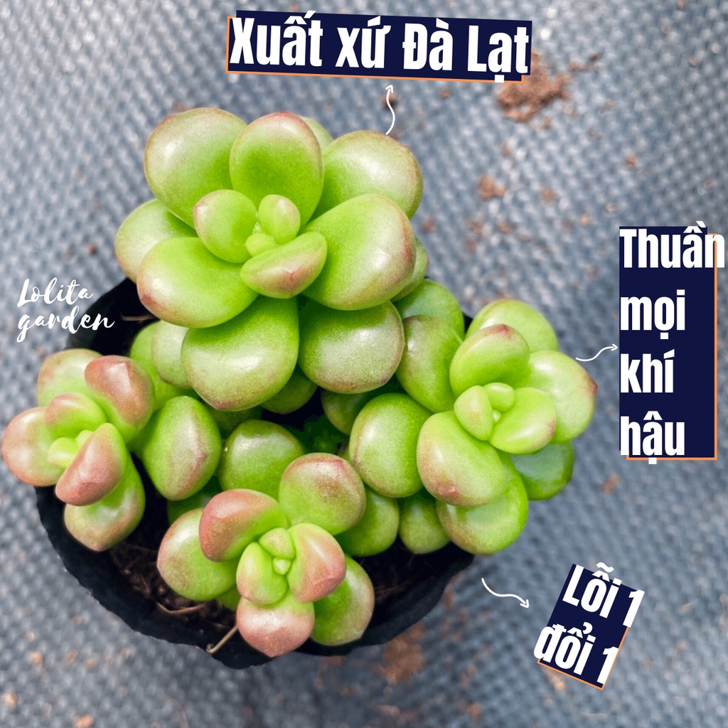 SEN ĐÁ CHILLI CHEESE SIZE BÉ, HÀNG ĐÀ LẠT, SIÊU XINH SIÊU KHỎE, LỖI 1 ĐỔI 1