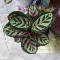 Cây Đuôi Công Tím