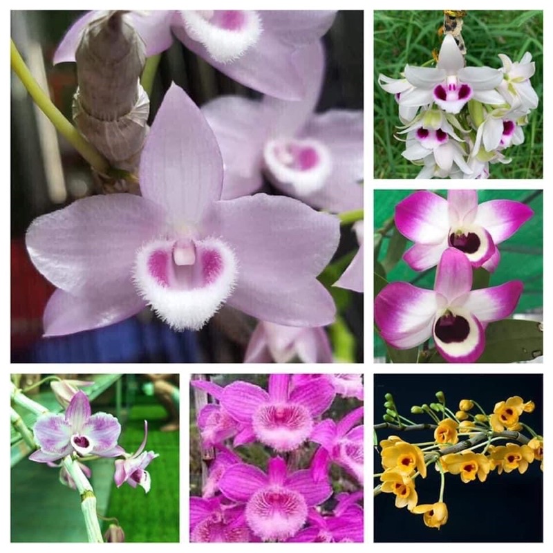 Hoa lan Long tu Chơi Tết 1 khóm)
