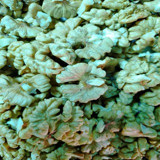 500GRAM NHÂN HẠT ÓC CHÓ VÀNG