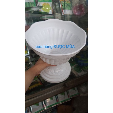 chậu ly nhựa có chân đế dáng cao đường kính 26cm.