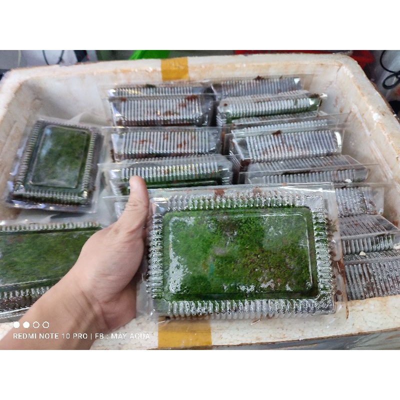 Rêu mini fiss lá nước 1 hộp 5 tấc 5 lớp- Rêu mini fiss trả nền bể thủy sinh