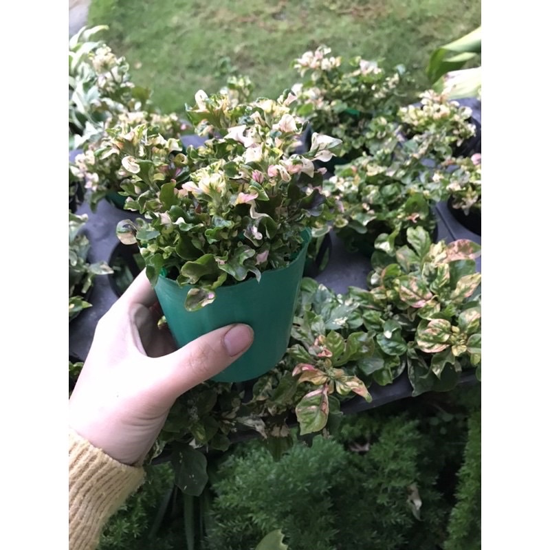 Cây dệu cẩm thạ ch, biến đổi màu sắc đẹp mắt