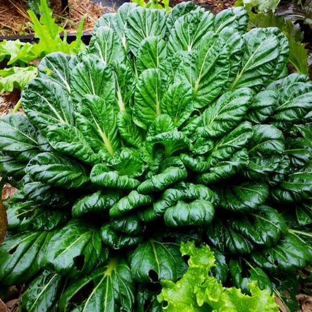 Hạt Giống Cải tatsoi, Cải thìa hoa hồng (có tên khoa học là Brassica narinosa) còn được gọi là cải hoa hồng