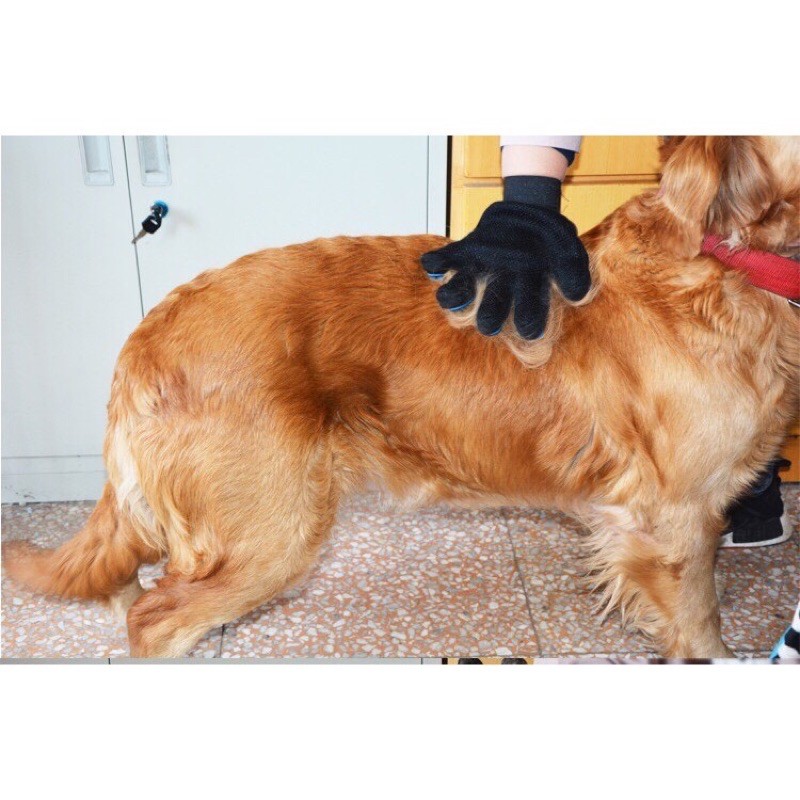 [Mã PET50K giảm Giảm 10% - Tối đa 50K đơn từ 250K] Găng Tay Chải Lông Lấy lông Rụng Cho Chó Mèo