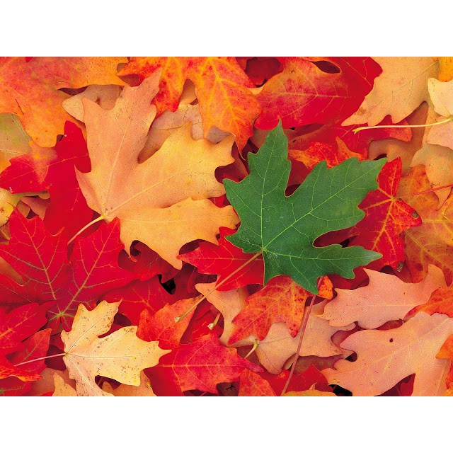 Hạt giống cây phong lá đỏ - tặng kèm 1 gói hạt giống ngẫu nhiên