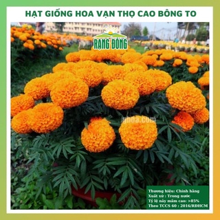 Hạt giống hoa vạn thọ cao bông to giant marigold đẹp, dễ trồng chăm sóc tỉ lệ nảy mầm cao 0,1g rado511