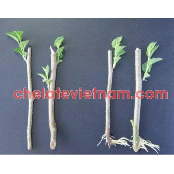 Auxin IAA 98%  Chất kích thích ra rễ