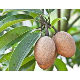 Cây lồng mứt/ Sapoche siêu trái- Cây chiết ổn định, cho trái sớm-Cây hoa kiểng Đồng Tháp