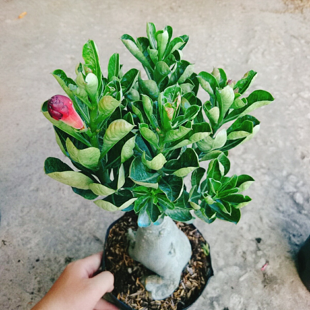 Cây Sứ Thái Kép Hoa Tím - cây cảnh trong nhà