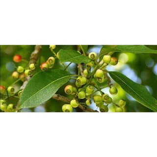Lá vối sạch 1KG