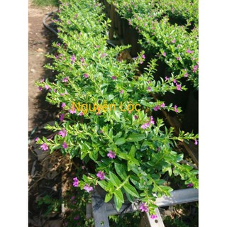 Cây hoa cẩm tú mai + Tặng (0,3kg) phân hữu cơ cao cấp