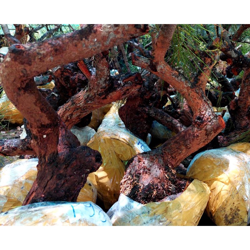 phôi phi lao bonsai đỉnh cao
