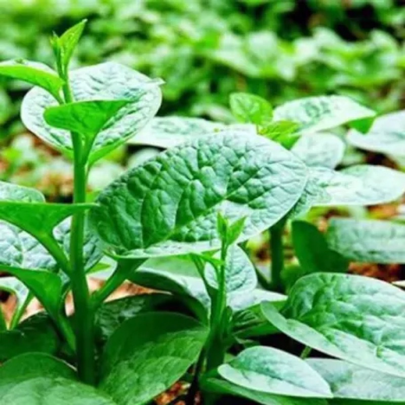 Mồng Tơi Xanh Lá To , Nảy Mầm Chuẩn Trên 90%
