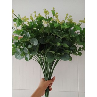 lá táo giả,lá mimosa