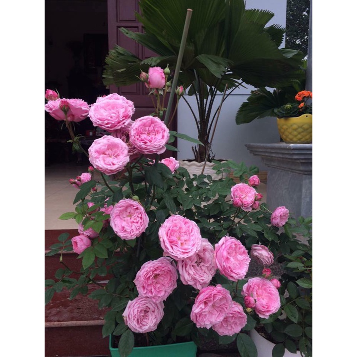 Hoa hồng ngoại Miyako rose – Hoa hồng Nhật màu hồng tuyệt đẹp-Hoangoaimelinh