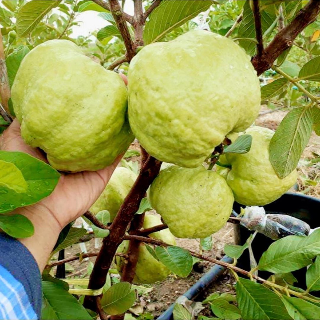 Cây giống ổi lùn trồng chậu