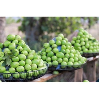 Cây giống Ổi tứ quý