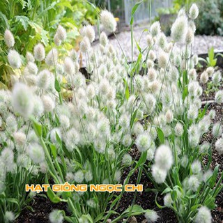 Hạt Giống Hoa Cỏ Đuôi Thỏ - 100 Hạt