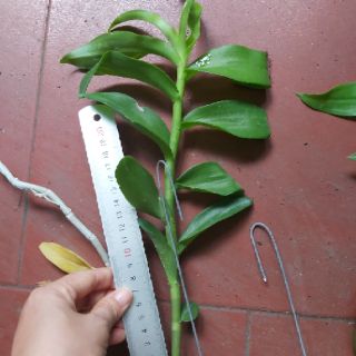 Phi điệp den mento