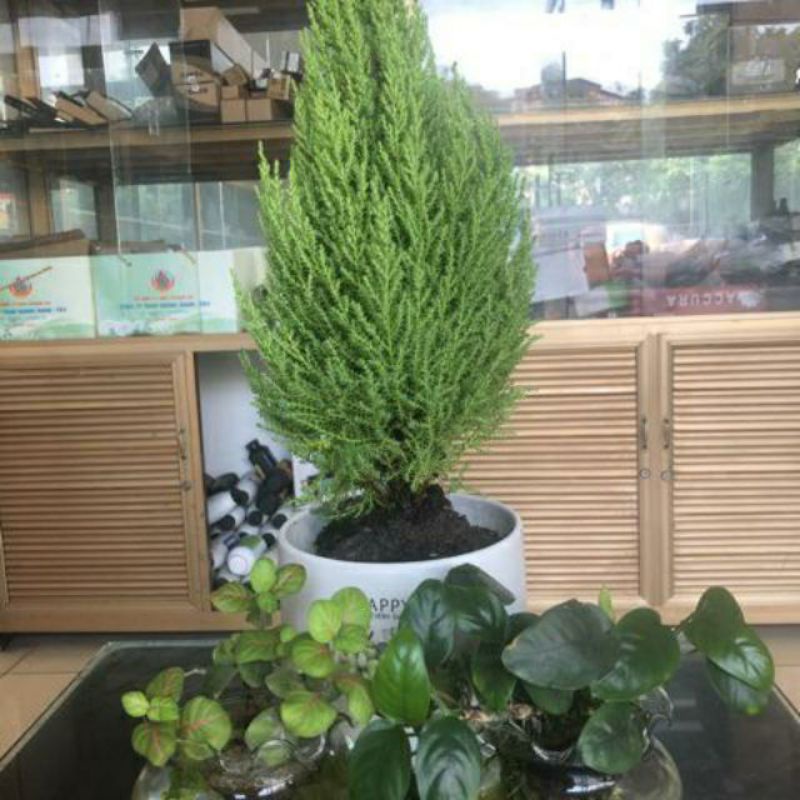 Cây Tùng Thơm