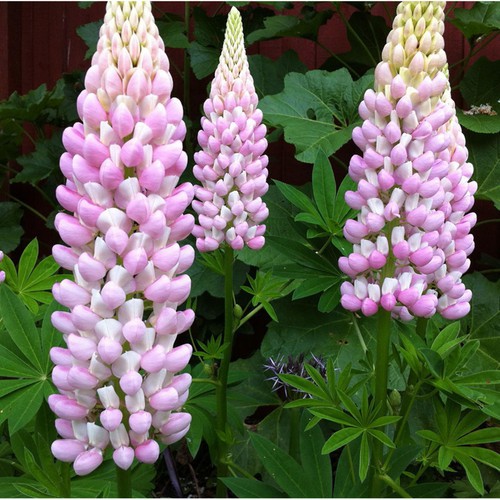 Hạt giống Hoa Đậu thơm LUPIN nhiều màu - Gói 1 gram