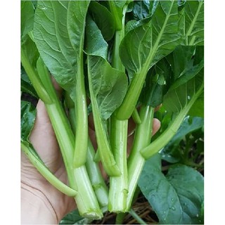 Combo 2  gói hạt giống cải ngòng