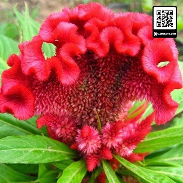 Hạt giống hoa mào gà búa mix