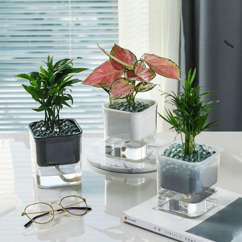 Lọ Thủy Tinh Trồng Cây Thủy Sinh Tự Tưới Nước Mini Decor Bàn Học - Chậu Cây Mini Trang Trí Bàn Làm Việc